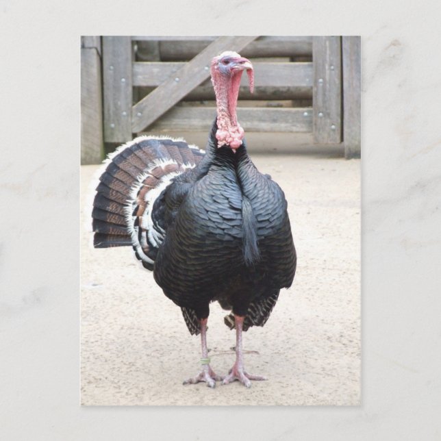 Cartão postal Turquia (Frente)