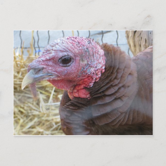 Cartão Postal Turquia (Frente)