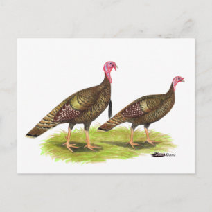 Cartão Postal Turquia: Bronze Selvagem