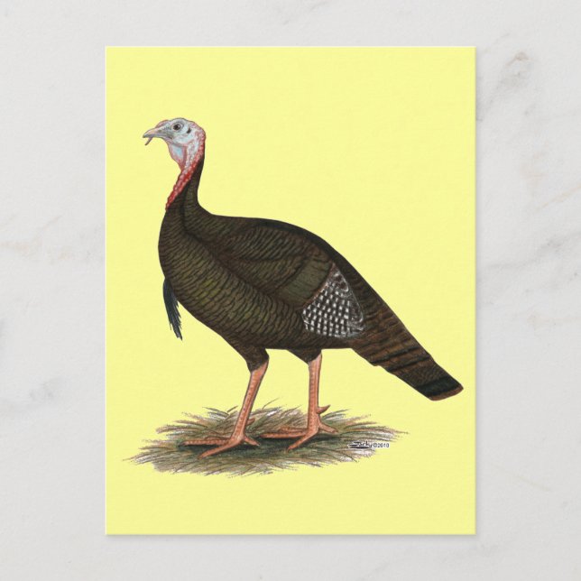 Cartão Postal Turquia:  East Wild Tom (Frente)