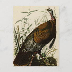 Cartão Postal Turquia Selvagem (Homem) das Aves da América de Au