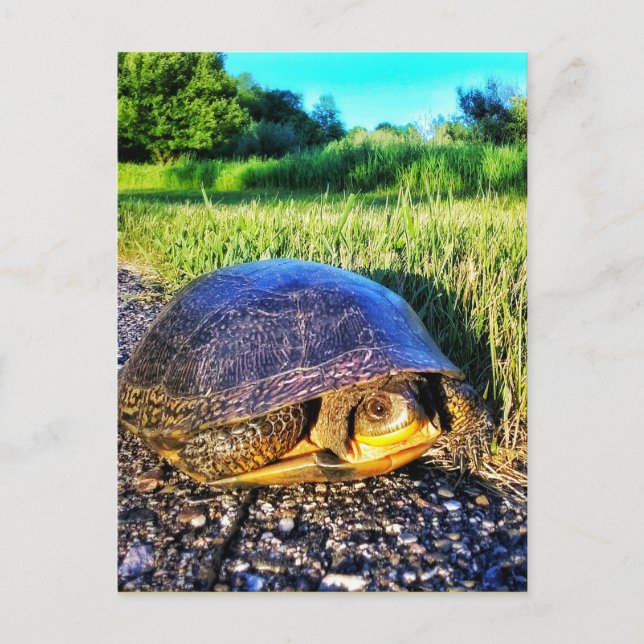 CARTÃO POSTAL TURTLE (Frente)