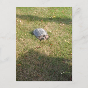 CARTÃO POSTAL TURTLE