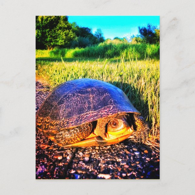 CARTÃO POSTAL TURTLE BRIGHT (Frente)