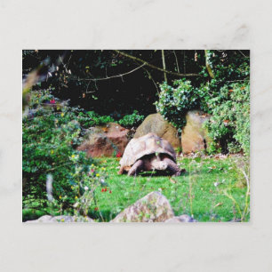 Cartão Postal Turtle Grande