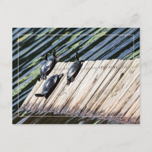 Cartão Postal Turtle Rest Stop