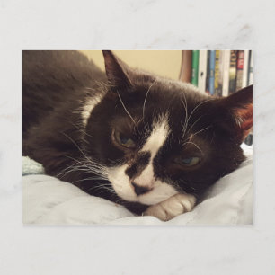 Cartão postal Tuxedo Cat