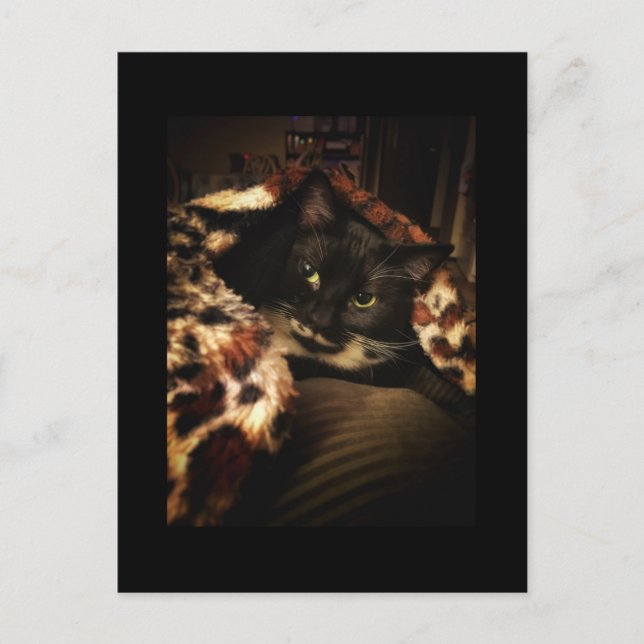 Cartão Postal Tuxedo Cat (Frente)