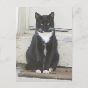 Cartão Postal Tuxedo Cat