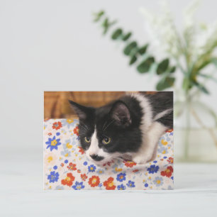 Cartão Postal Tuxedo Cat