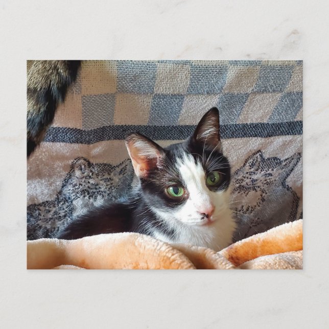 Cartão Postal Tuxedo Cat (Frente)