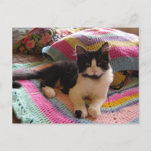 Cartão Postal Tuxedo Cat Cute com cartão-postal Bonito Crochet R