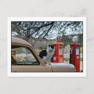 Cartão Postal Tuxedo Cat, Museu da Estação Gasolina do Novo M