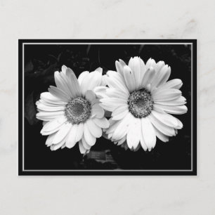 Cartão Postal Twin Daisies