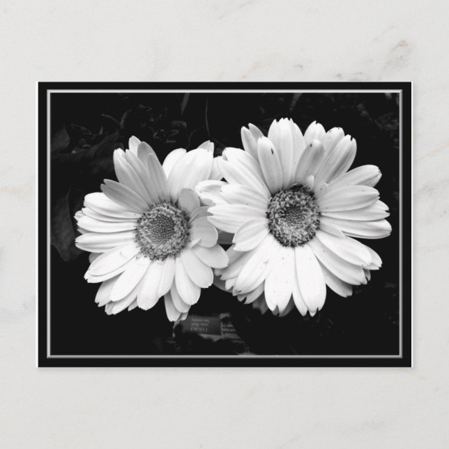 Cartão Postal Twin Daisies (Frente)