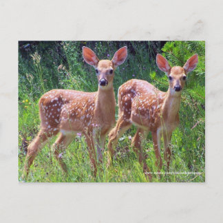 Cartão Postal Twin Fawns no Hawkweed, veado branco Postcar