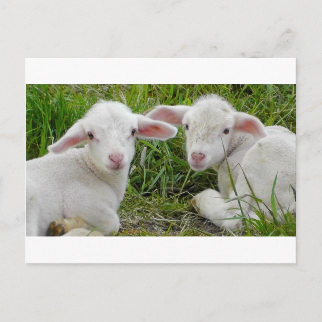 Cartão Postal Twin Lamb Bebê Pensando Em Você (Frente)
