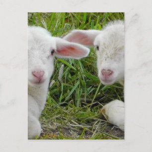 Cartão Postal Twin Lamb Bebê Pensando Em Você