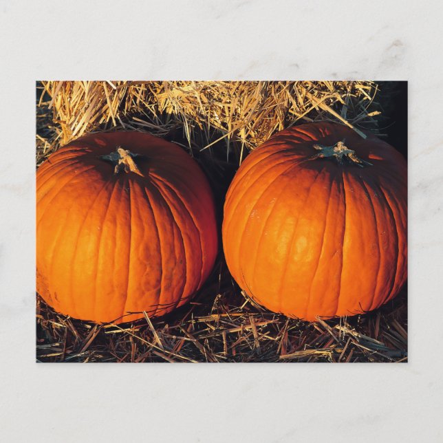 Cartão Postal Twin Vintage Pumpkins (Frente)