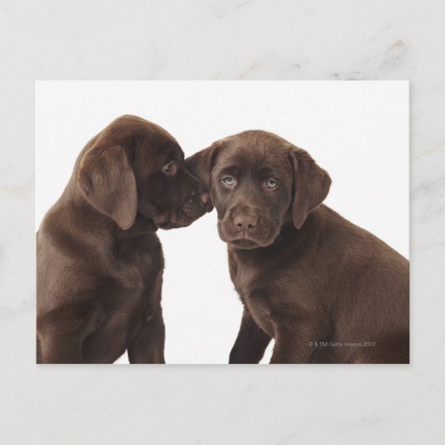Cartão Postal Two chocolate Labrador Retriever Puppies (Frente)