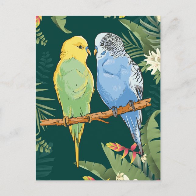 Cartão Postal Two cute blue and green Budgie (Frente)