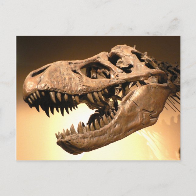 Cartão postal Tyrannosaurus Rex (Frente)