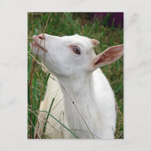 Cartão Postal Uau! Esta grama é mais alta que eu