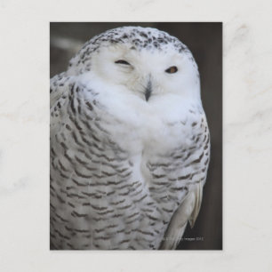 Cartão Postal Ueno, Taitoh-ku, Tóquio, Japão