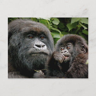 Cartão Postal Uganda Gorillas