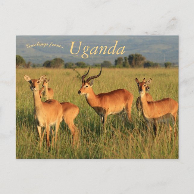 Cartão Postal Uganda Kob Queen Elizabeth National Park Uganda (Frente)