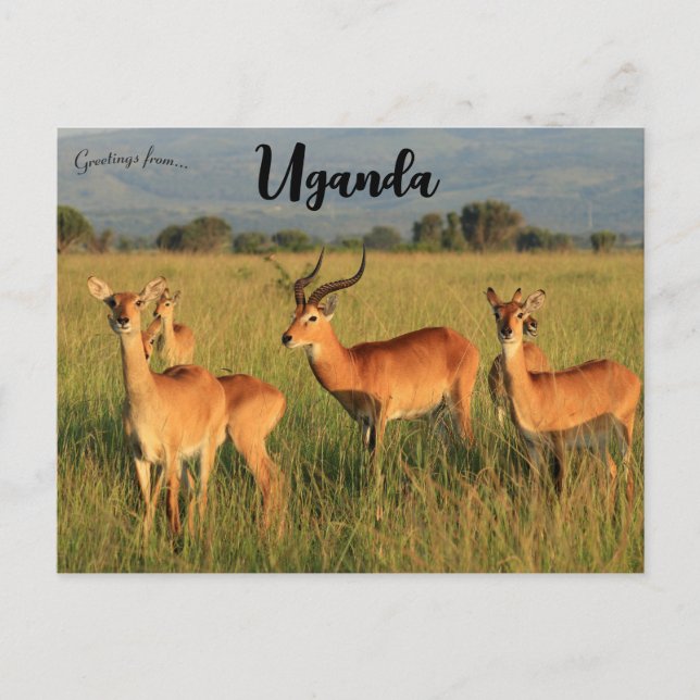 Cartão Postal Uganda Kob Queen Elizabeth National Park Uganda (Frente)