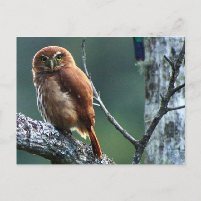 Cartão Postal uil (Frente)