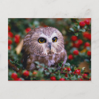 Cartão Postal uilen