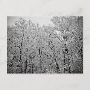 Cartão Postal Último suspiro de inverno
