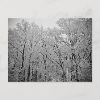 Cartão Postal Último suspiro de inverno