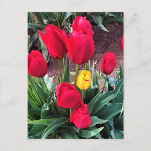 Cartão Postal Um Amarelo com Tulipas Vermelhas