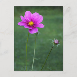 Cartão Postal Um Aster Mexicano