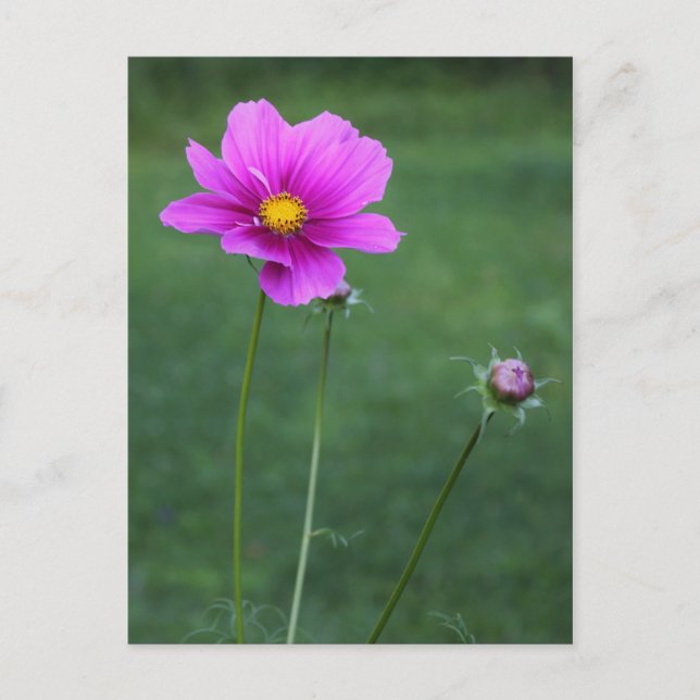 Cartão Postal Um Aster Mexicano (Frente)