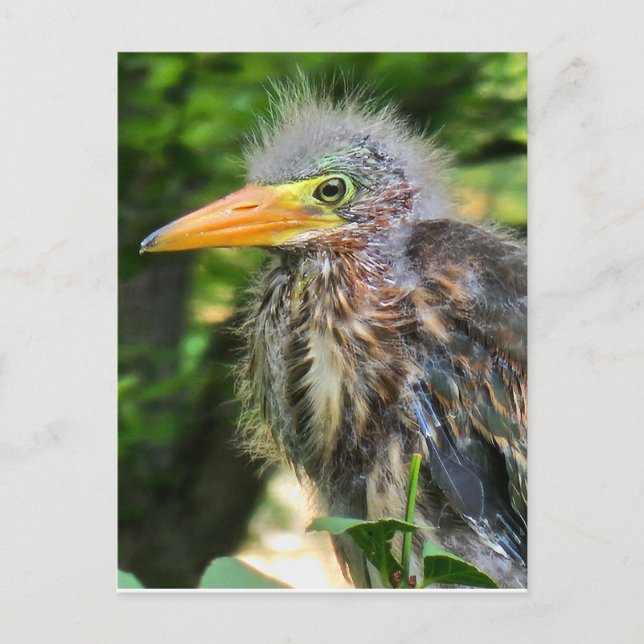 Cartão Postal Um bebê garça-verde (Frente)