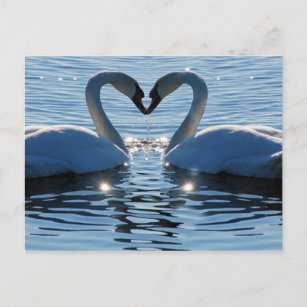 Cartão Postal Um Beijo de Coração Swan, Reflexões do Amor