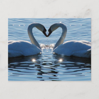 Cartão Postal Um Beijo de Coração Swan, Reflexões do Amor