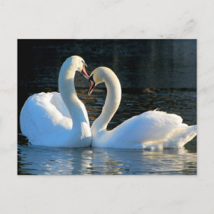 Cartão Postal Um Beijo de Coração Swan, Reflexões do Amor