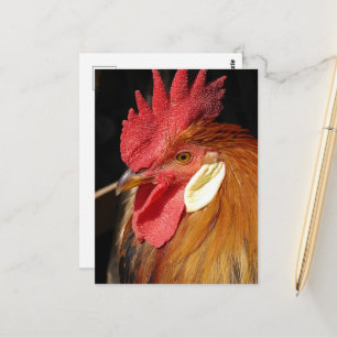 Cartão Postal Um belo galo Leghorn
