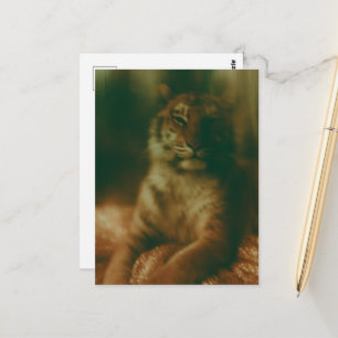 Cartão Postal Um belo tigre vestido