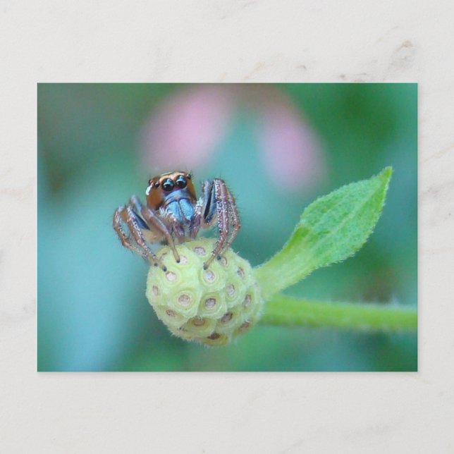 Cartão Postal Um Bocado? (Frente)