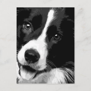 Cartão Postal Um Border collie preto e branco