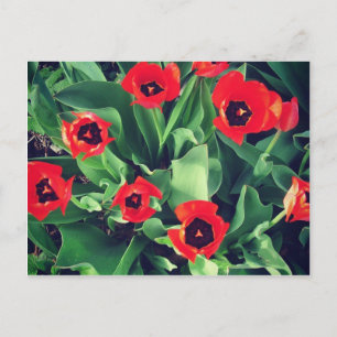 Cartão Postal Um Buquê de Tulipas no jardim