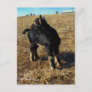 Cartão Postal Um cabrito Dobie