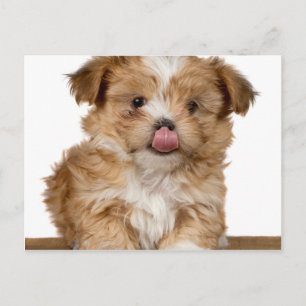 Cartão Postal Um cachorrinho de bobo lambendo o nariz