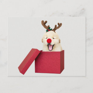 Cartão Postal Um cachorrinho de ouro numa caixa vermelha de pres